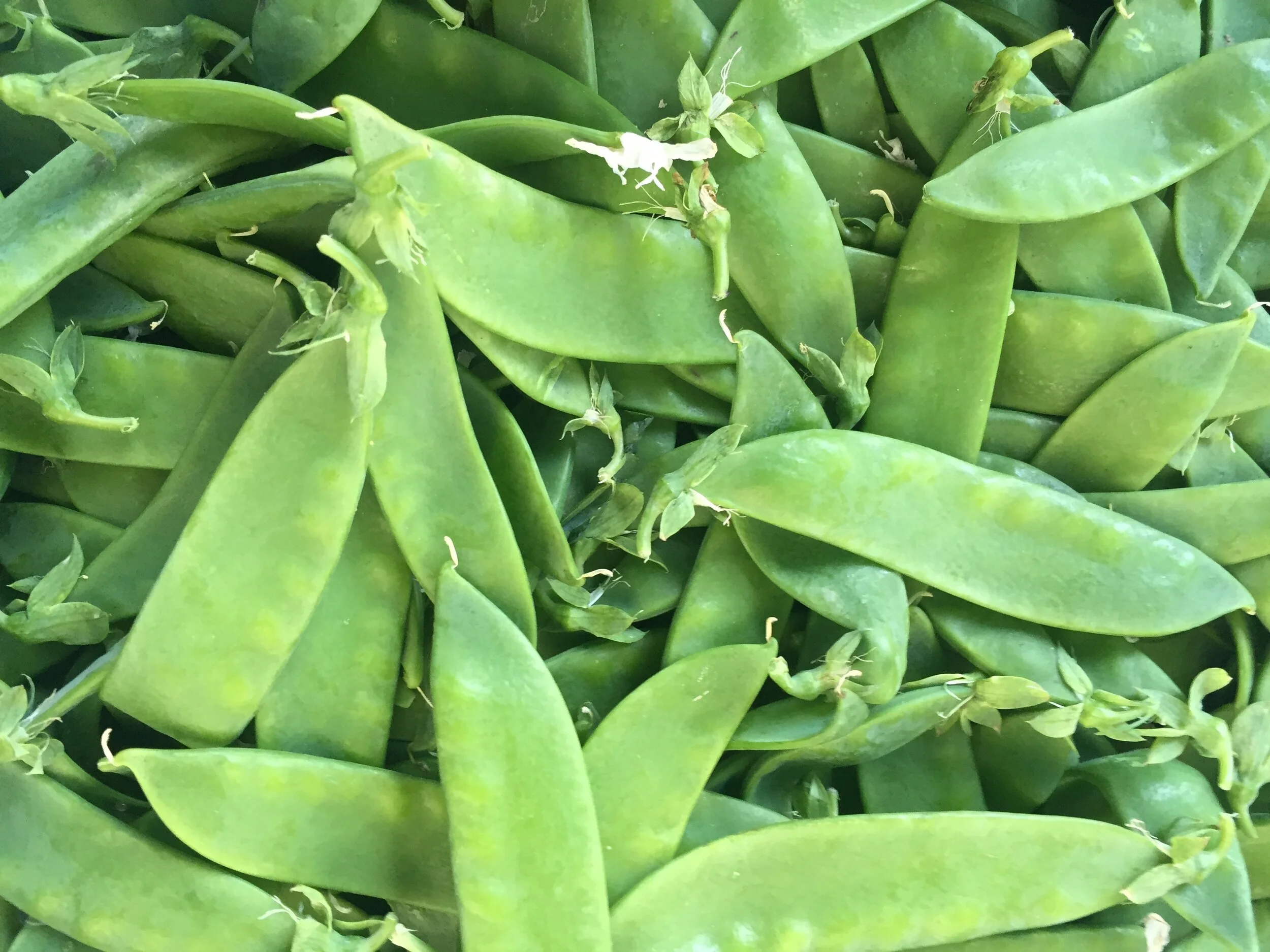 Norwich Meadows Farm