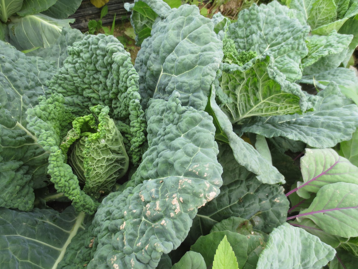 Norwich Meadows Farm