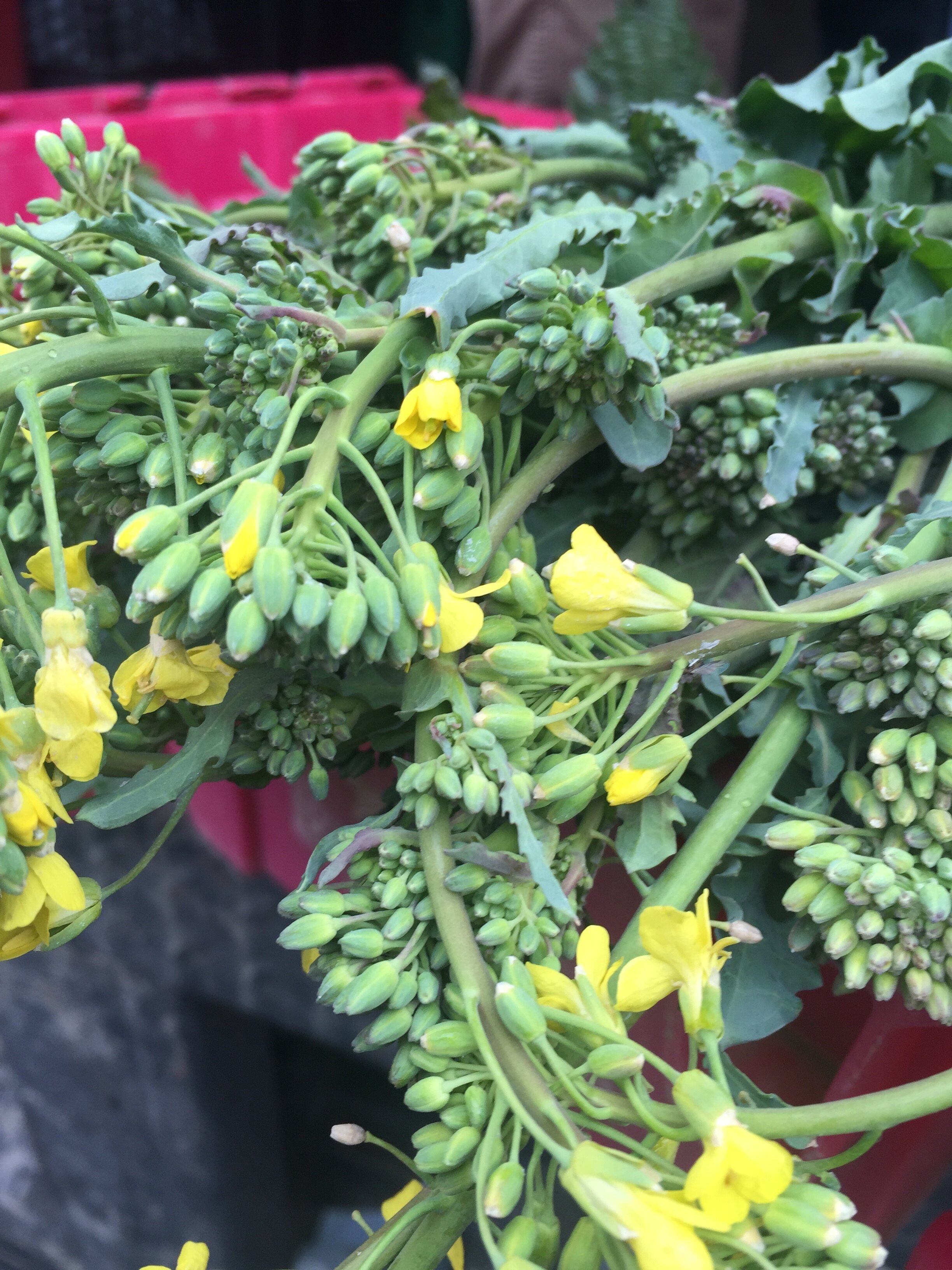 Norwich Meadows Farm