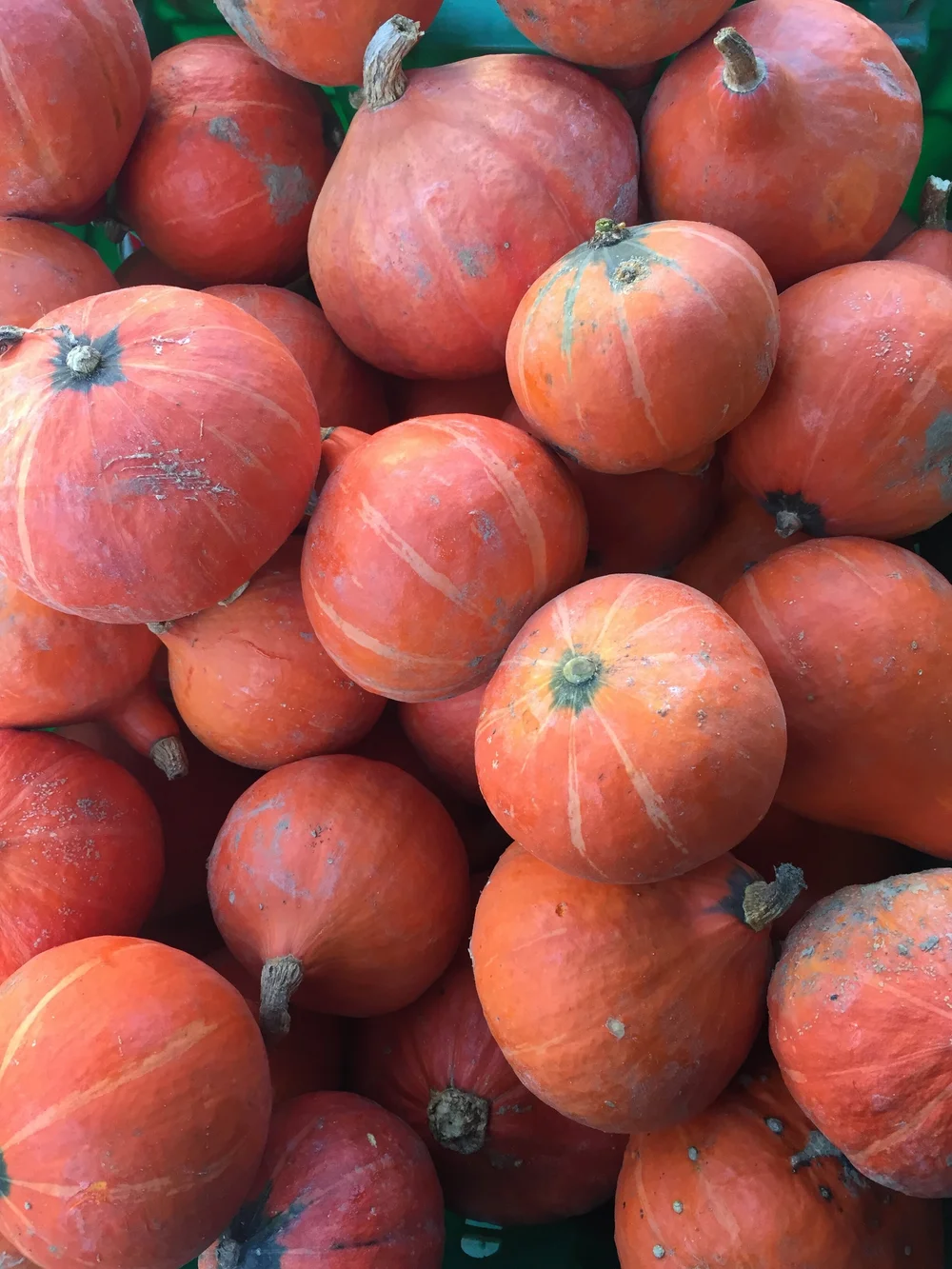 Norwich Meadows Farm