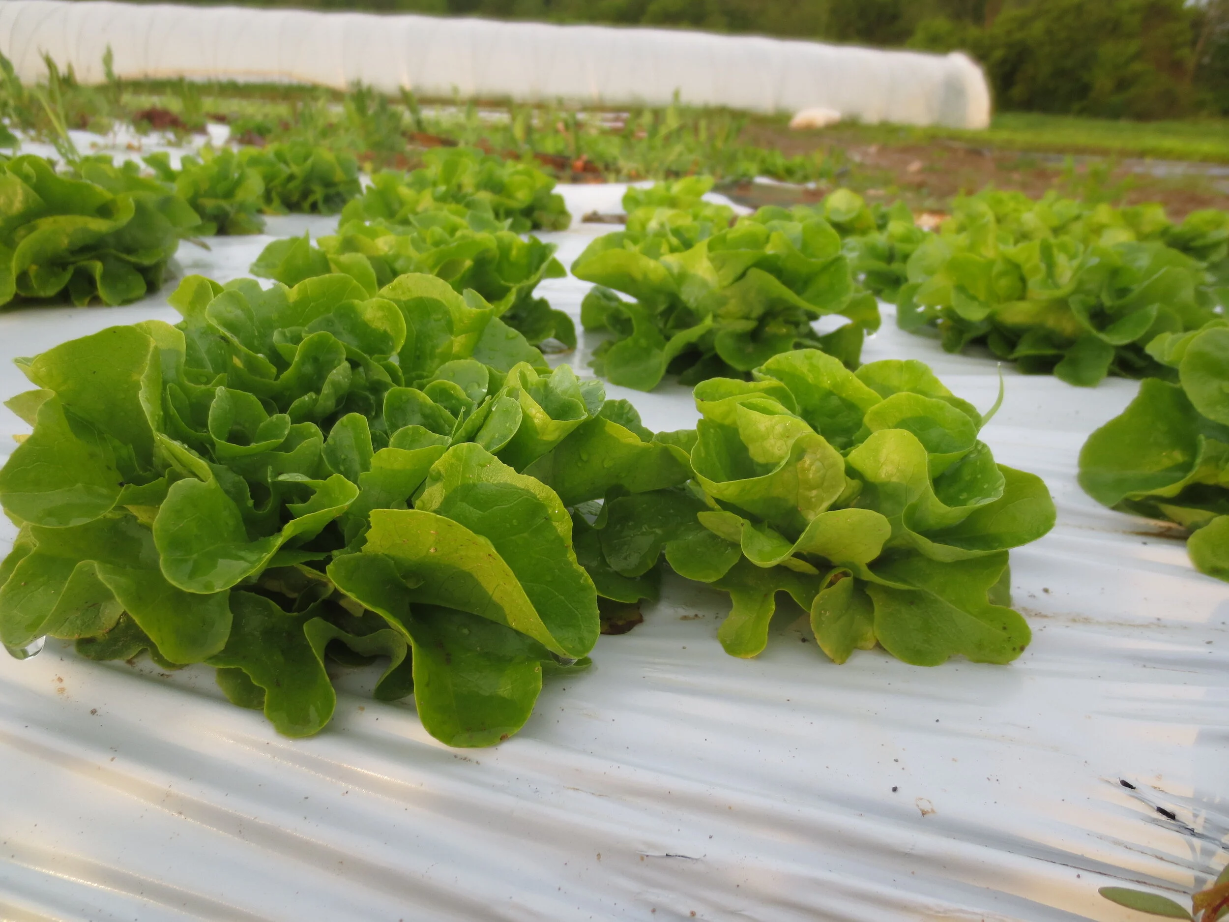 Norwich Meadows Farm