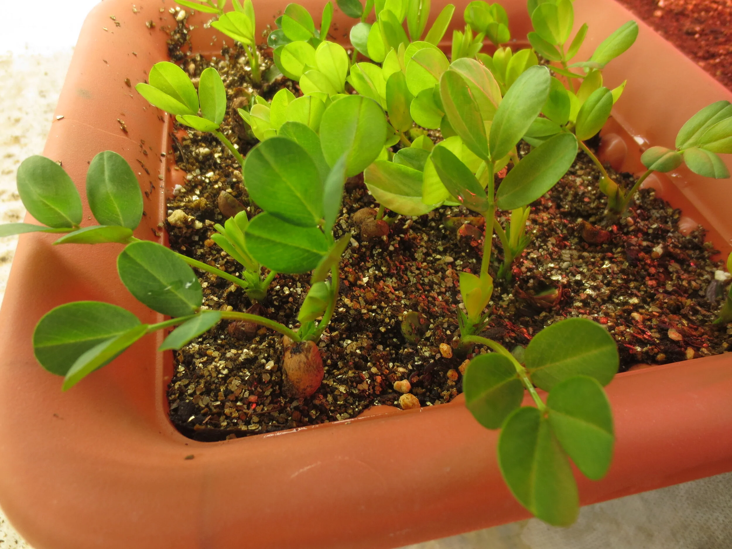 Norwich Meadows Farm