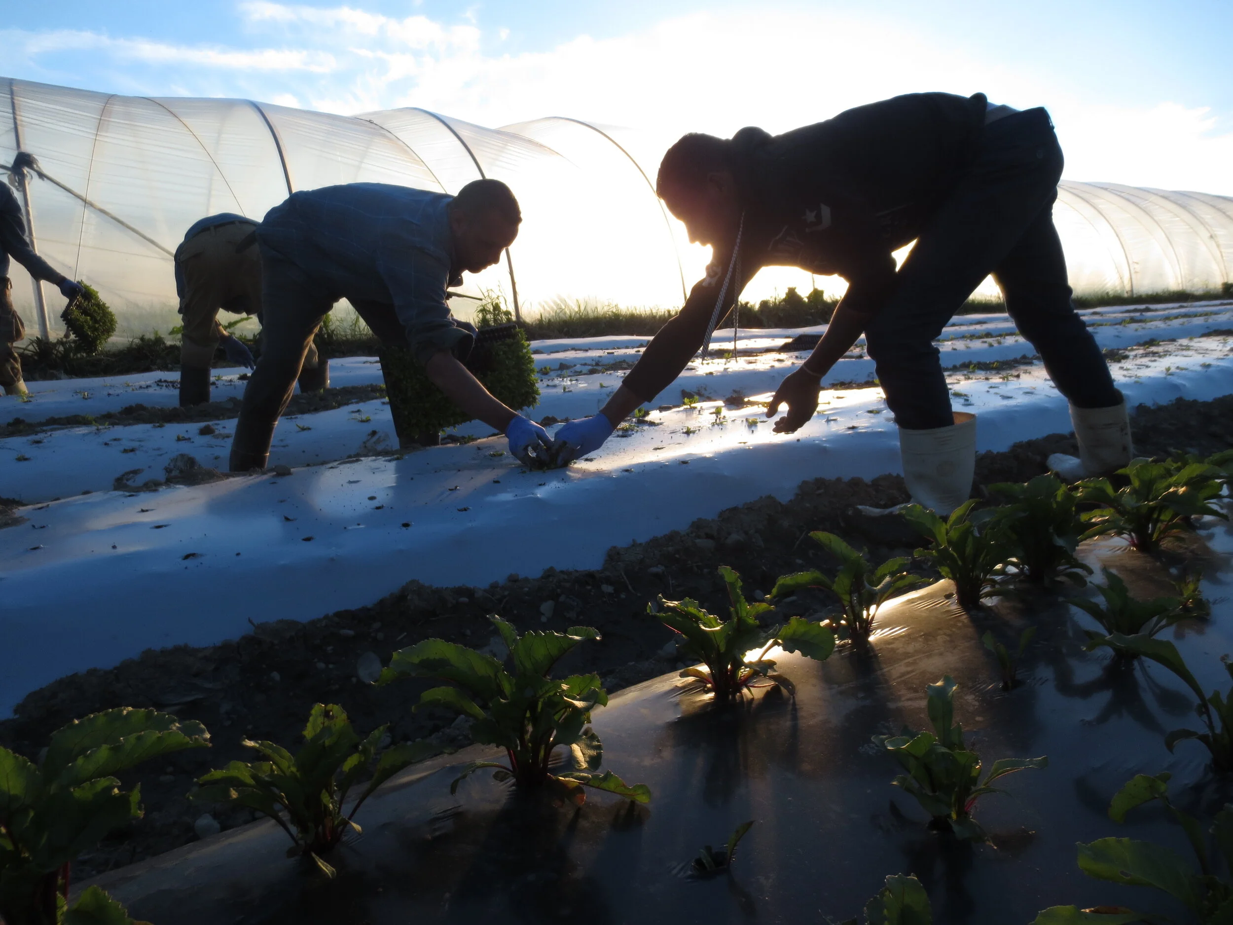 Norwich Meadows Farm