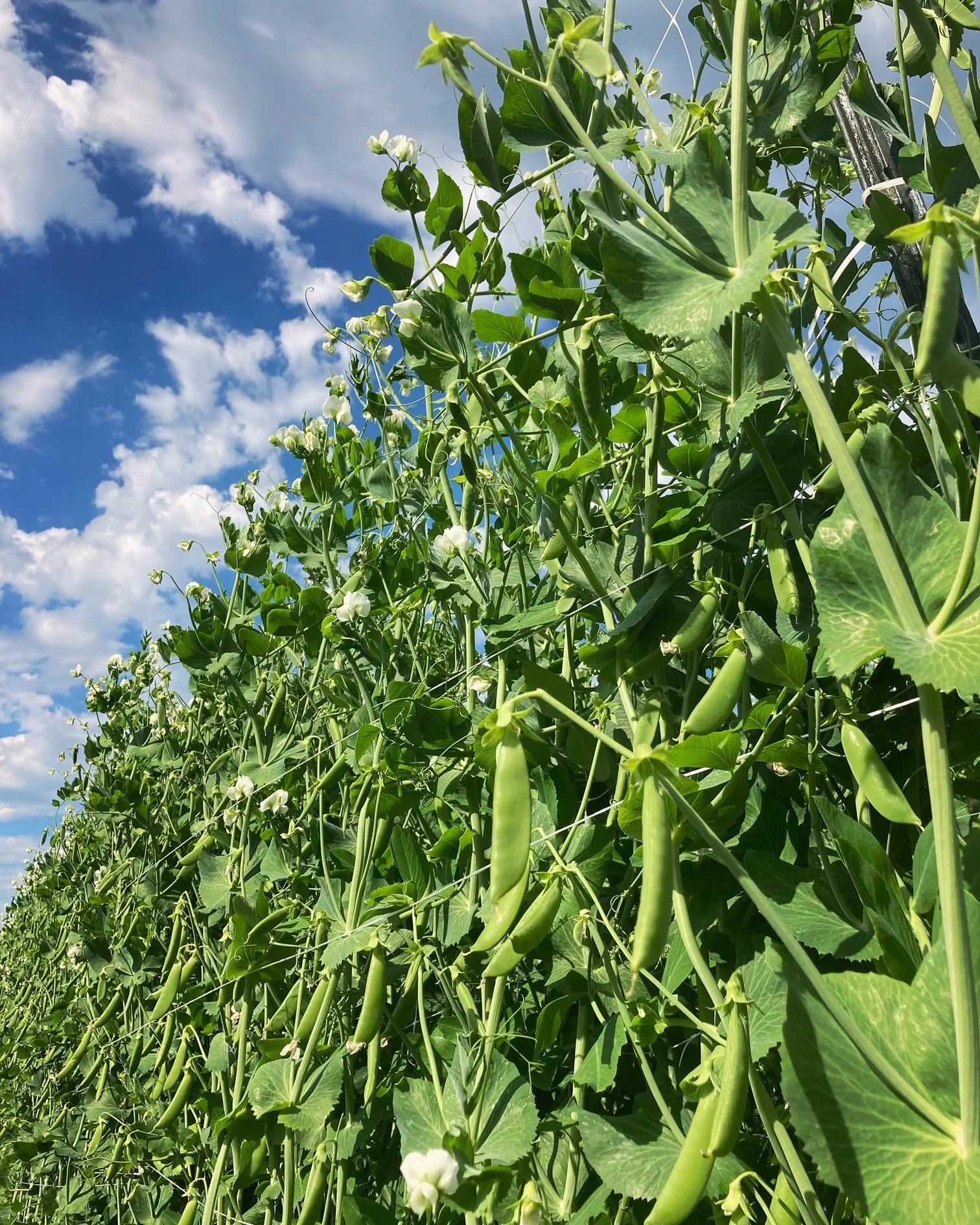 Our Growing Practices