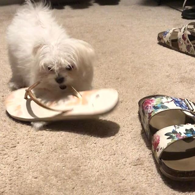 ❤️🐶Play with me or I&rsquo;m going to eat your shoe...🐶❤️
*
*
*
#maltese #malteseofinstagram #malteselovers #maltesepuppy #malteselife #malteseofficial #dog #puppy #puppiesofinstagram #puppylife #puppygram #puppyofinstagram #ilovemydog #mydog #mydo