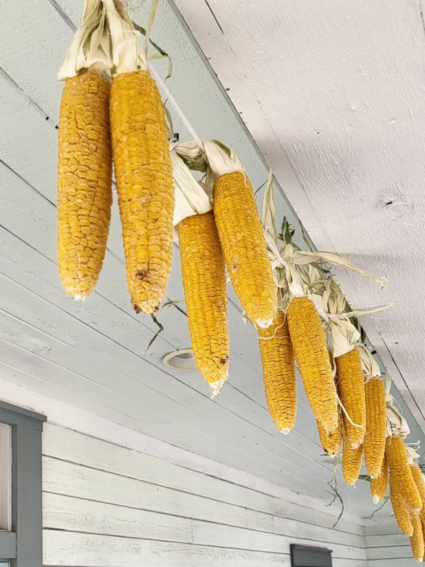 We grow a surprising variety of vegetables in Utah, and one of the things we grow best is sweet corn 🌽 Is there any food that captures the warmth and nostalgia of late summer better? 
No. That was a rhetorical question.

This bunch is schucked and h