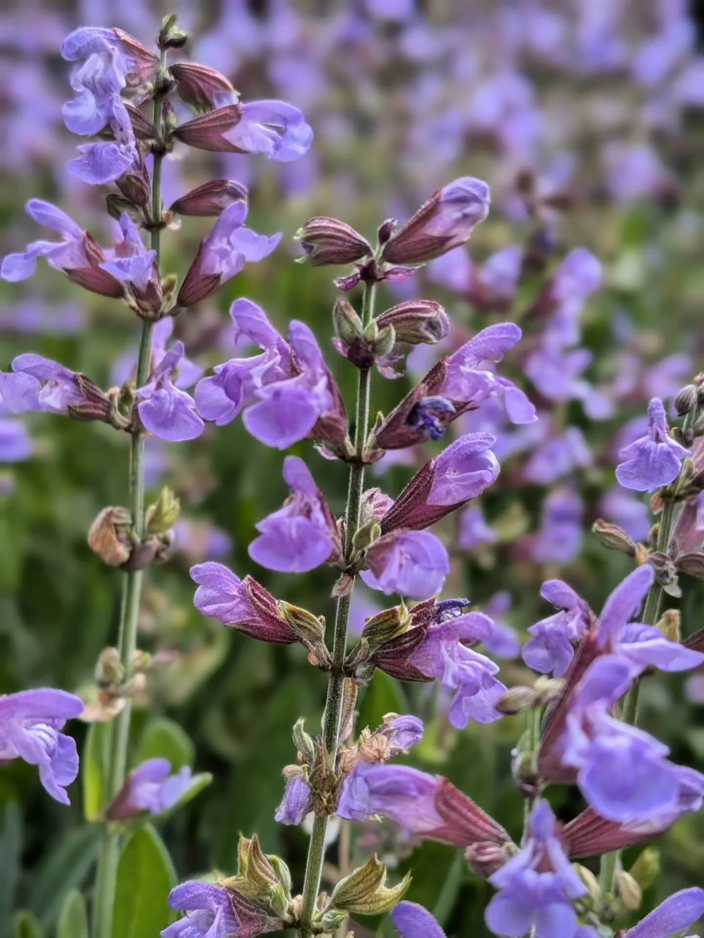 This is your sign to put down your phone and go smell some flowers. There are some really lovely ones out there right now. Despite all the horrors, there are still flowers to be had.
And if you'd like to see these beauties in person, come visit us.
.
