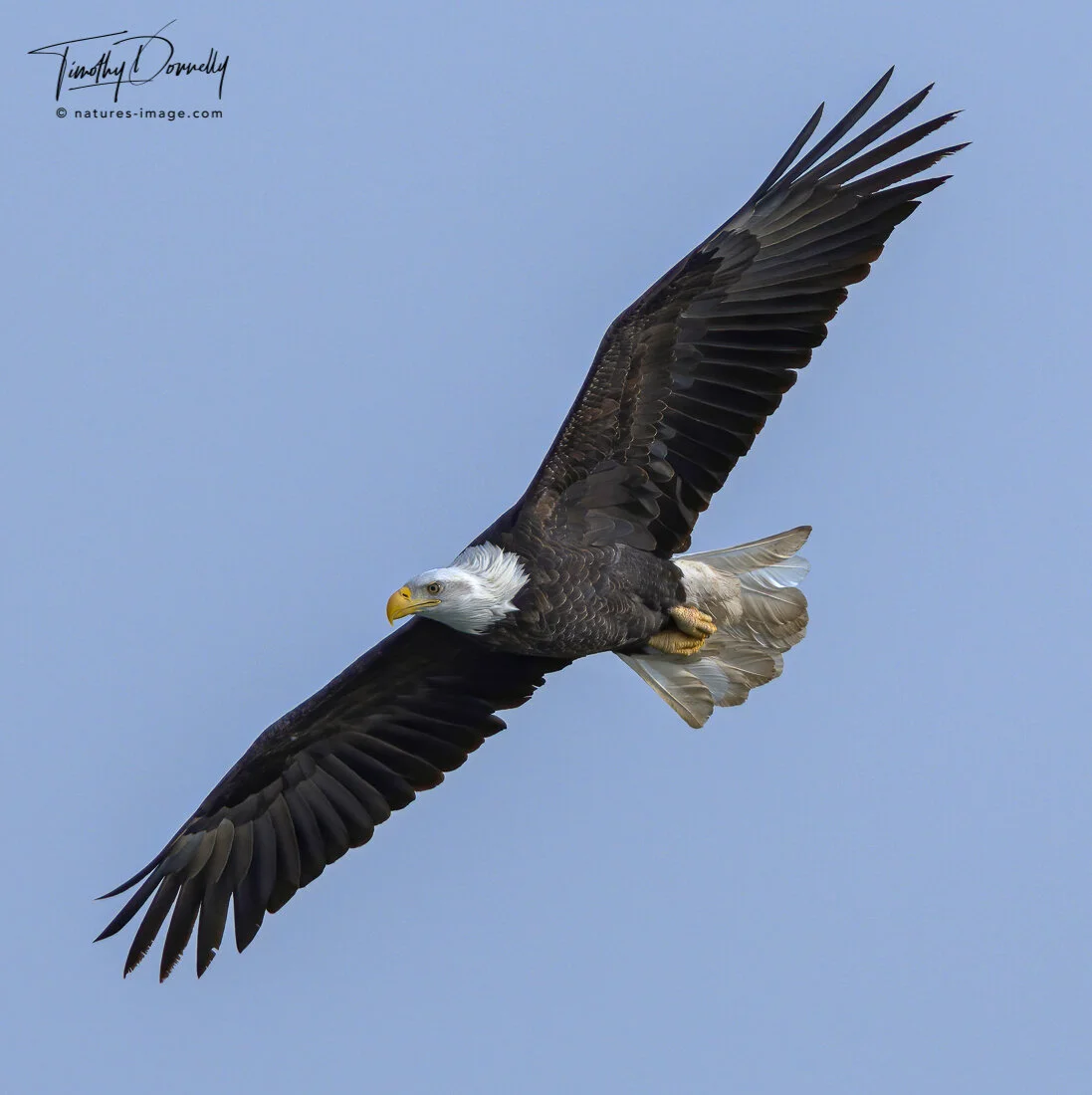Soaring Eagle