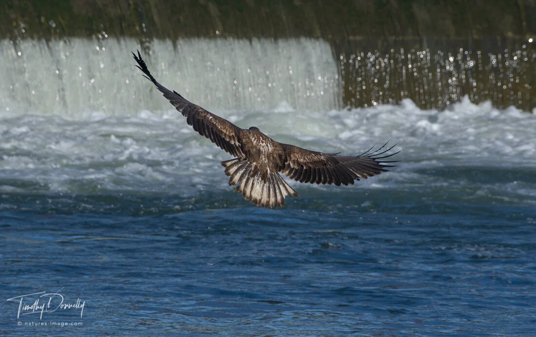 A juvenile Bald Eagle hunting along the dam on the Iowa river 2020