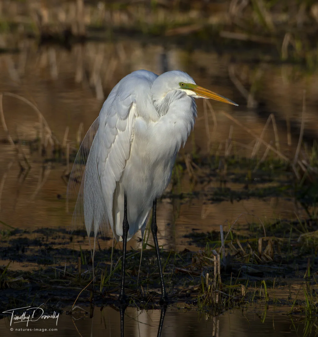 Great Egret