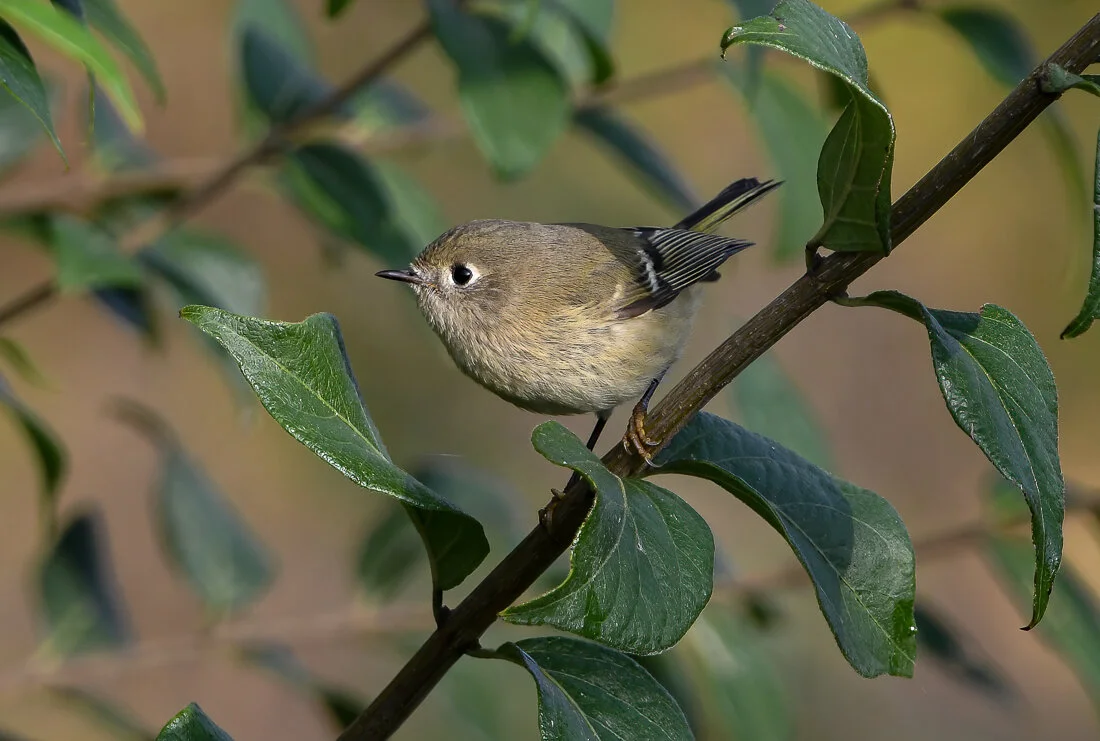 Kinglets.jpg