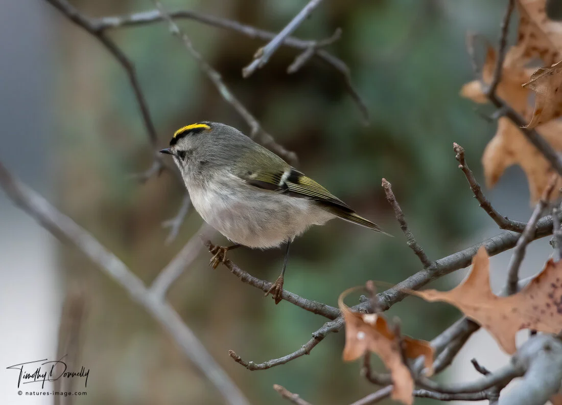 Golden-Crowned Kinglet