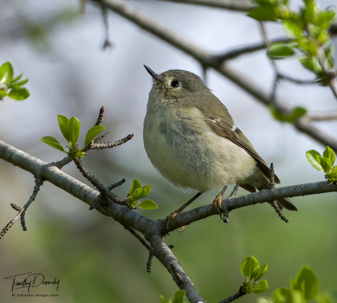 Ruby-Crowned Kinglet