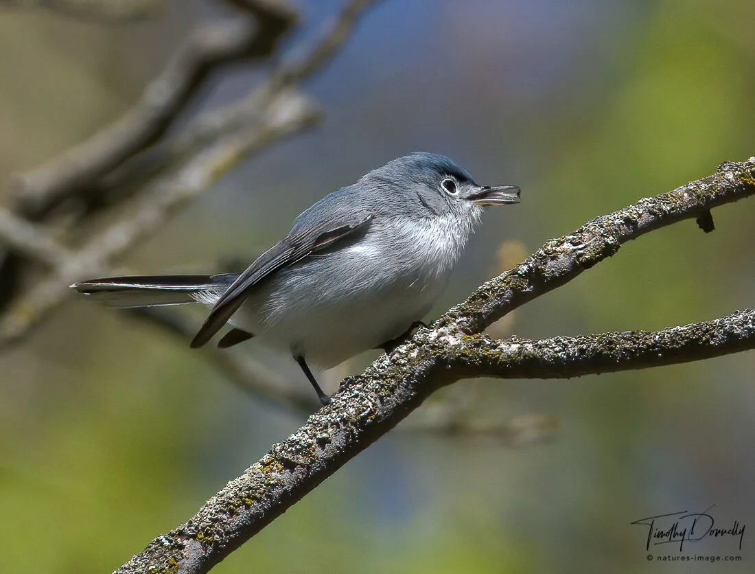 Blue-Gray Gnatcatcher