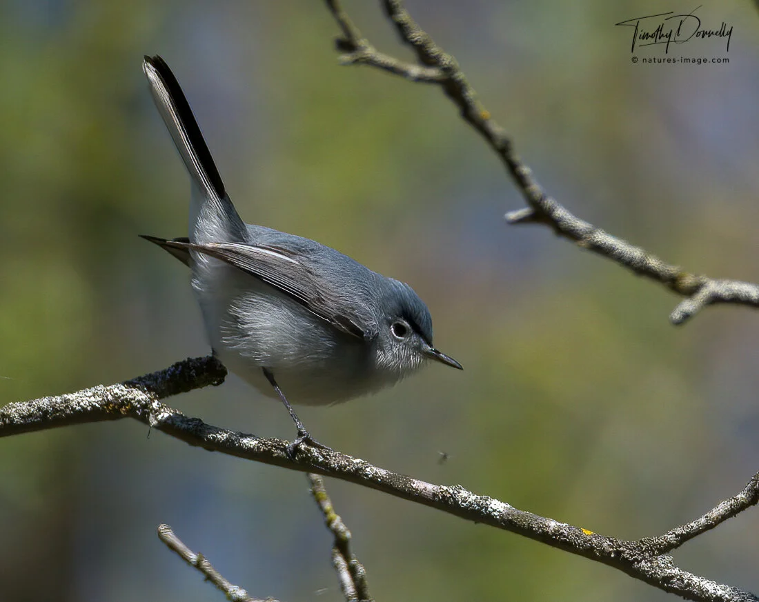 Blue-Gray Gnatcatcher