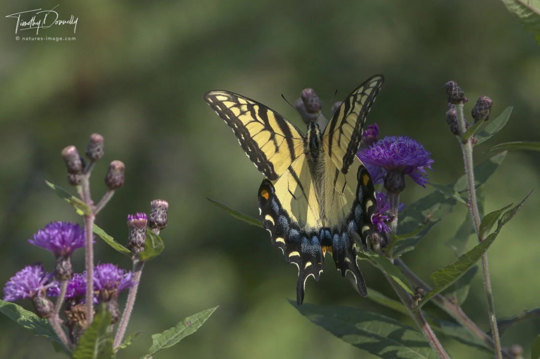 Eastern Swallowtail