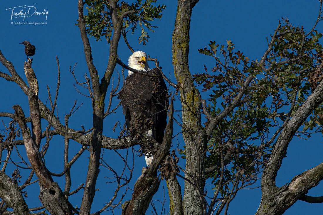 Bald Eagle