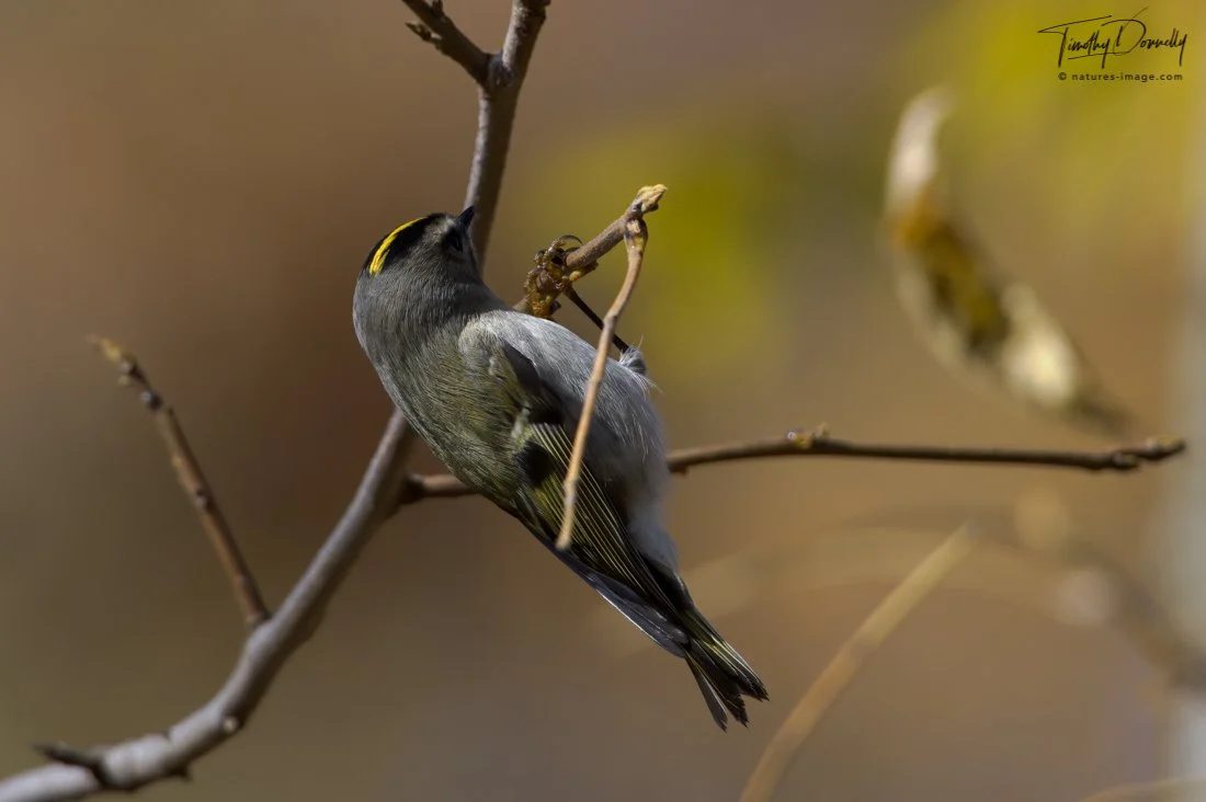 Golden-Crowned Kinglet