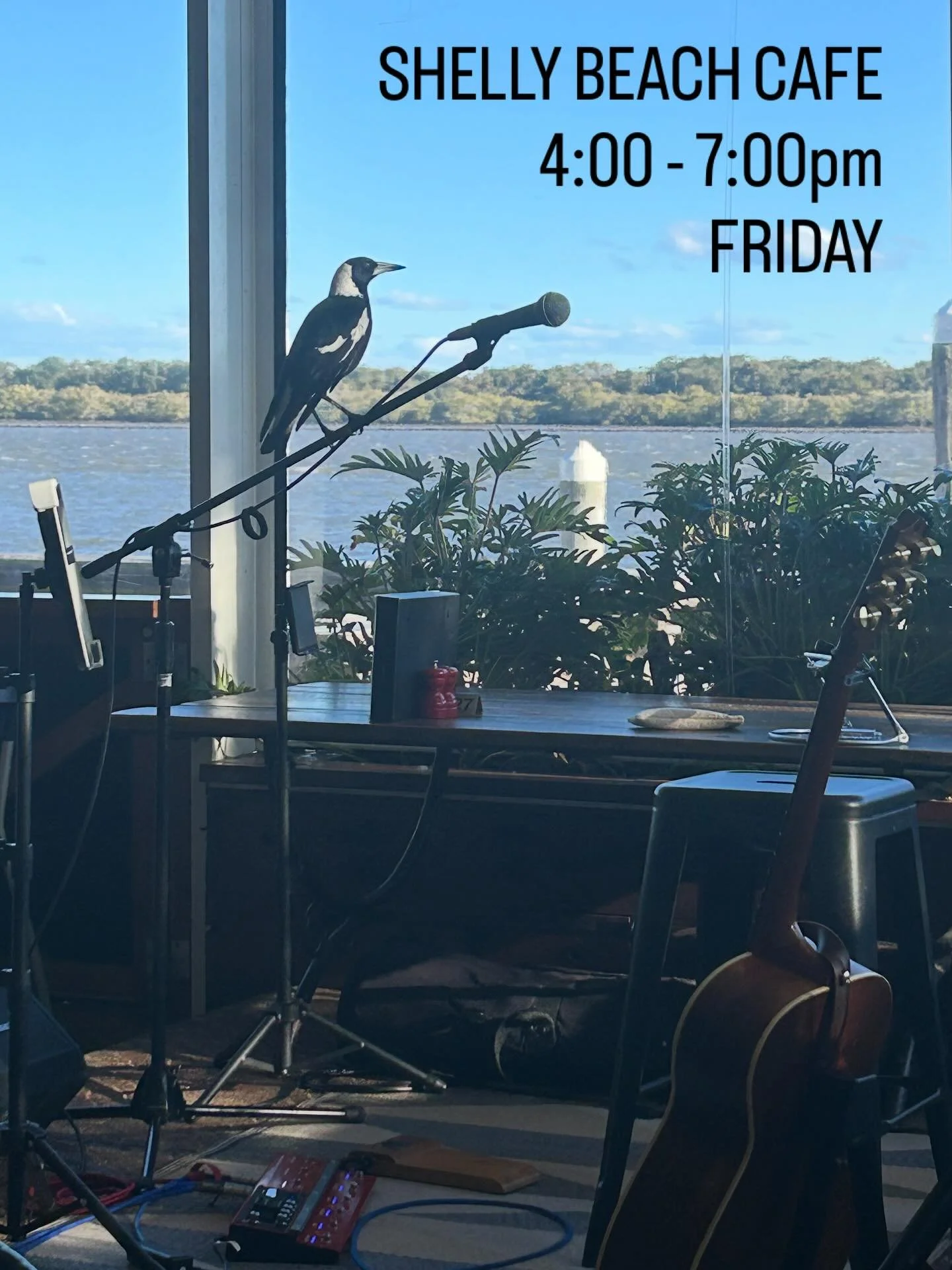I’m hoping for another surprise guest appearance from this little guy at the always beautiful @shellybeachcafe this Friday from 4:00 - 7:00pm 🕊️🎼✨
Any ideas for our band name?