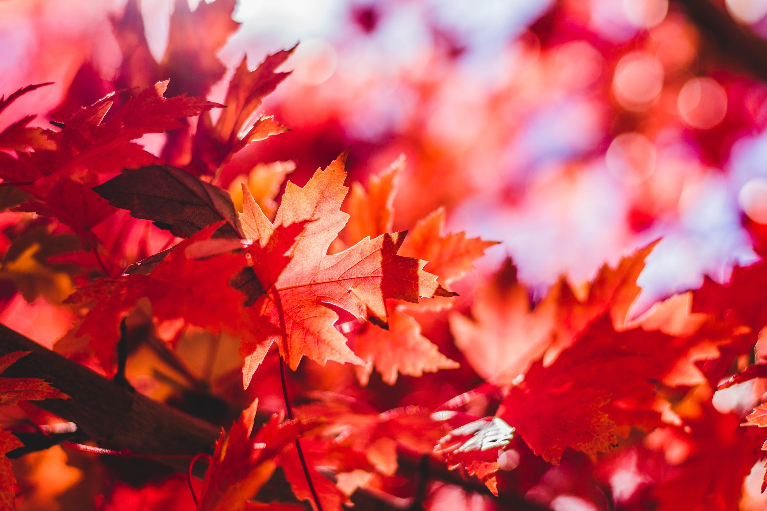 Autumn Equinox Workshop