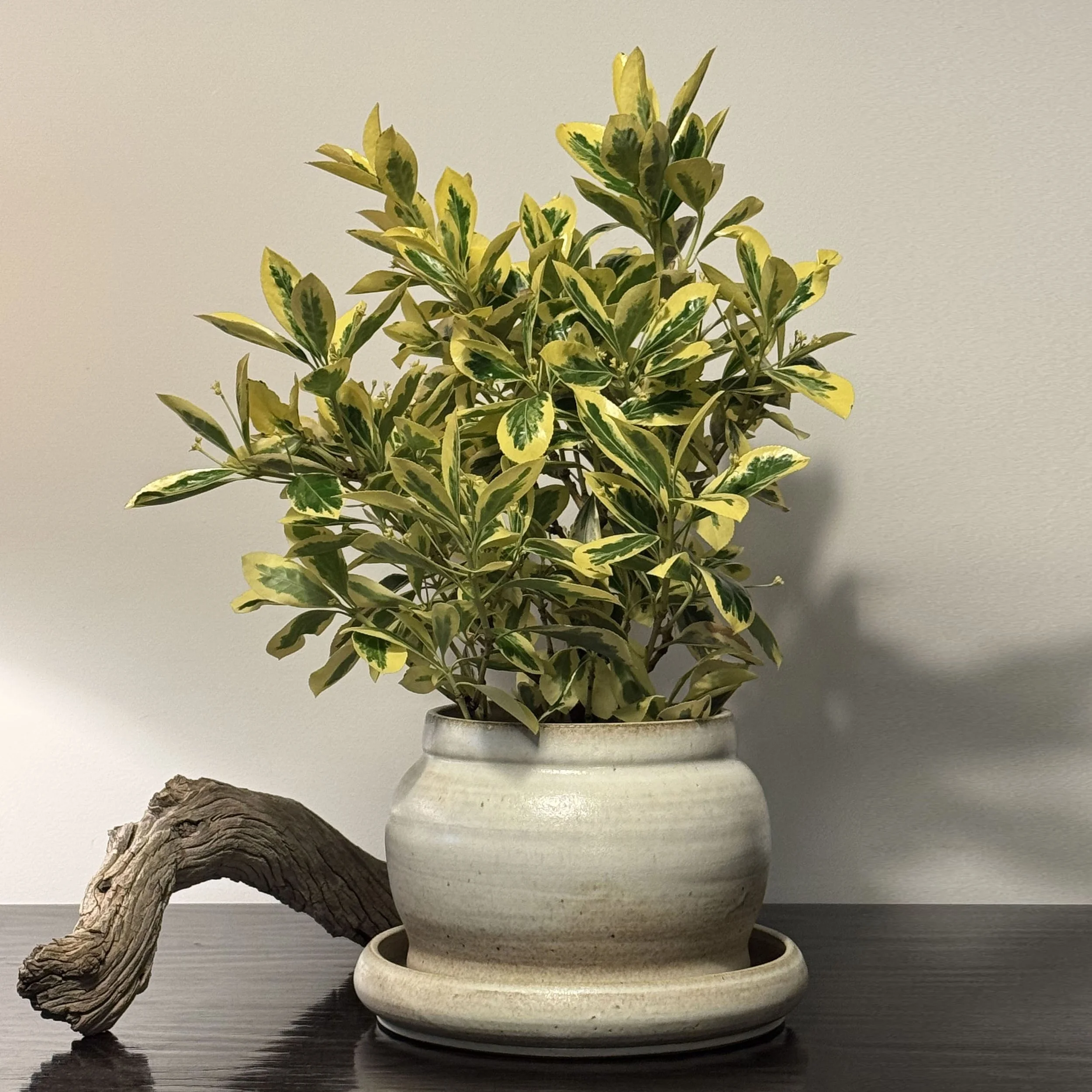 Choy Planter