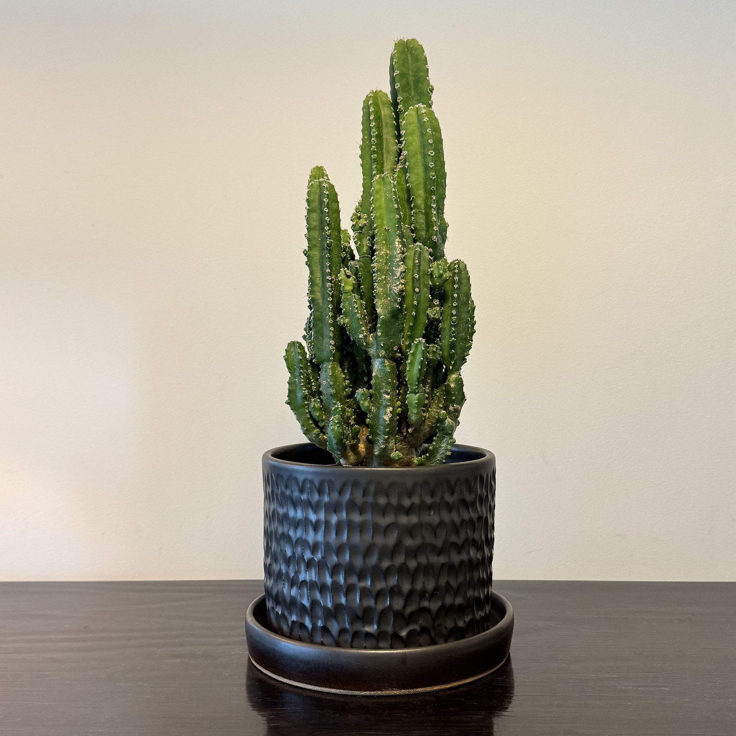 Albany Planter with Tray