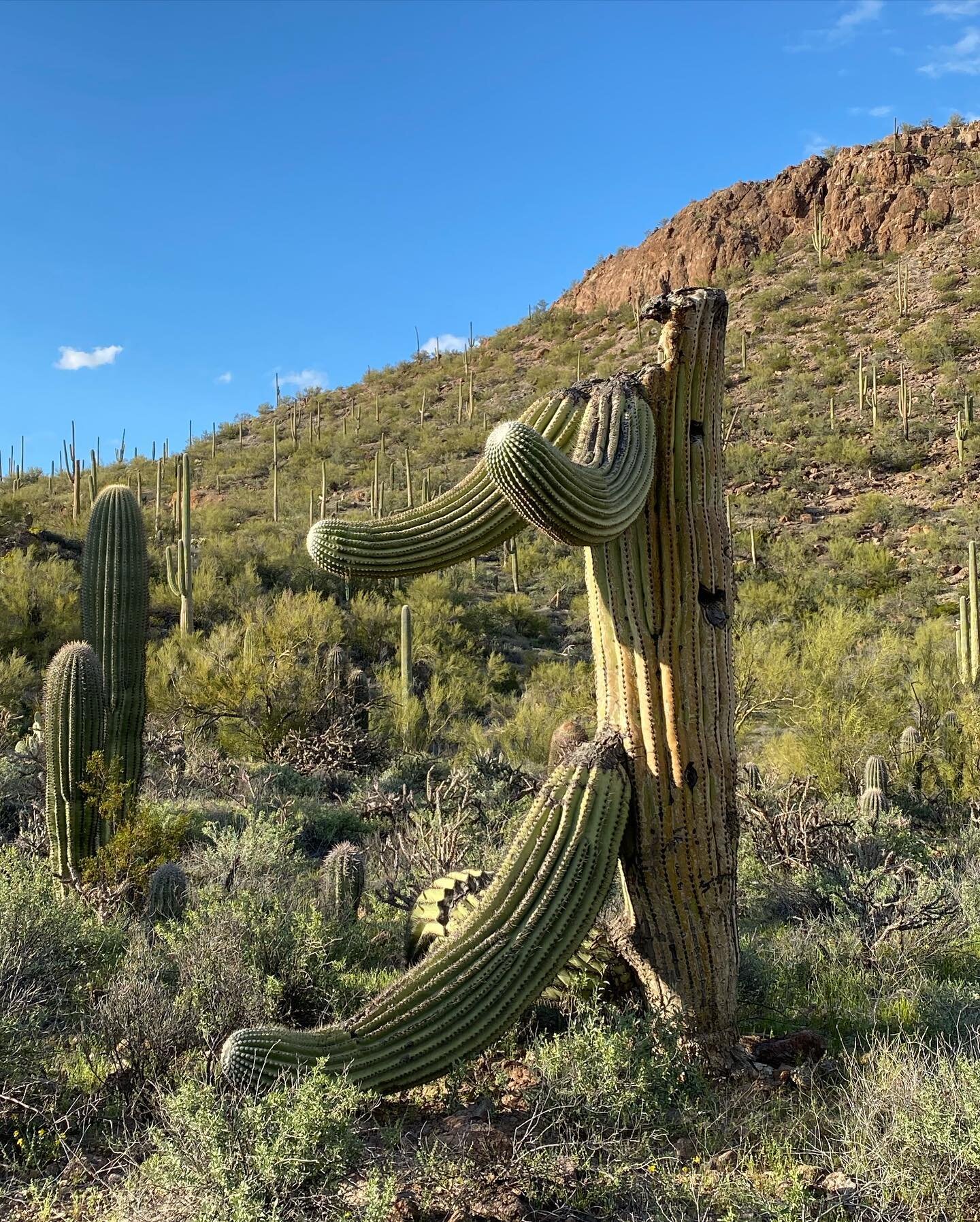 My favorite cacti 🌵 and that Arizona sky 💕