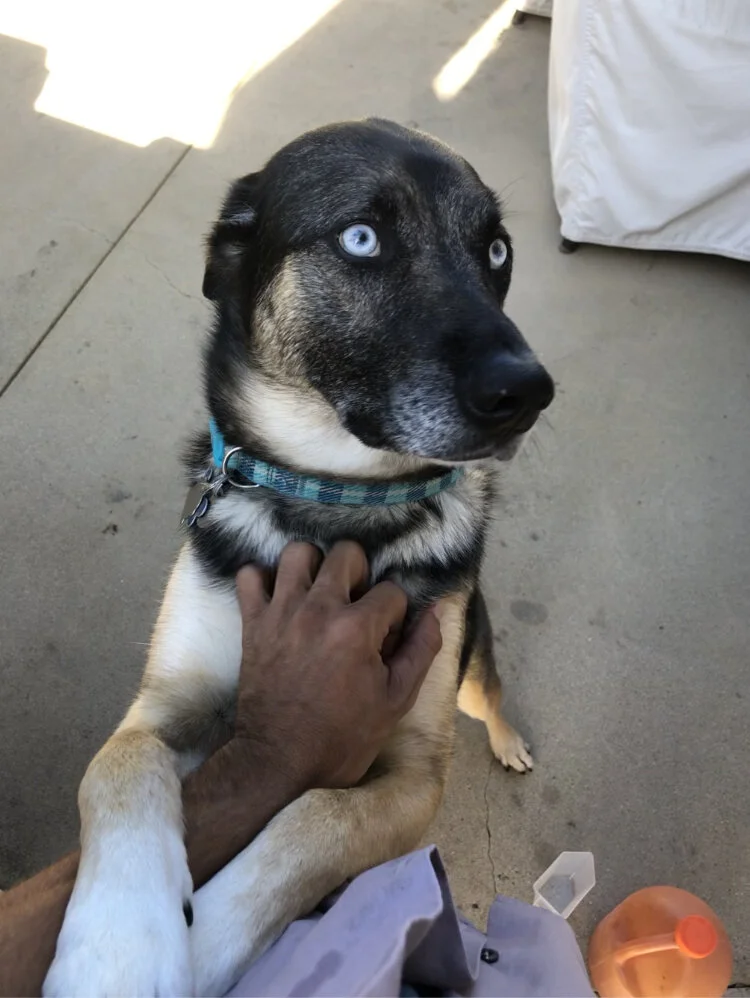 I love all my clients dogs