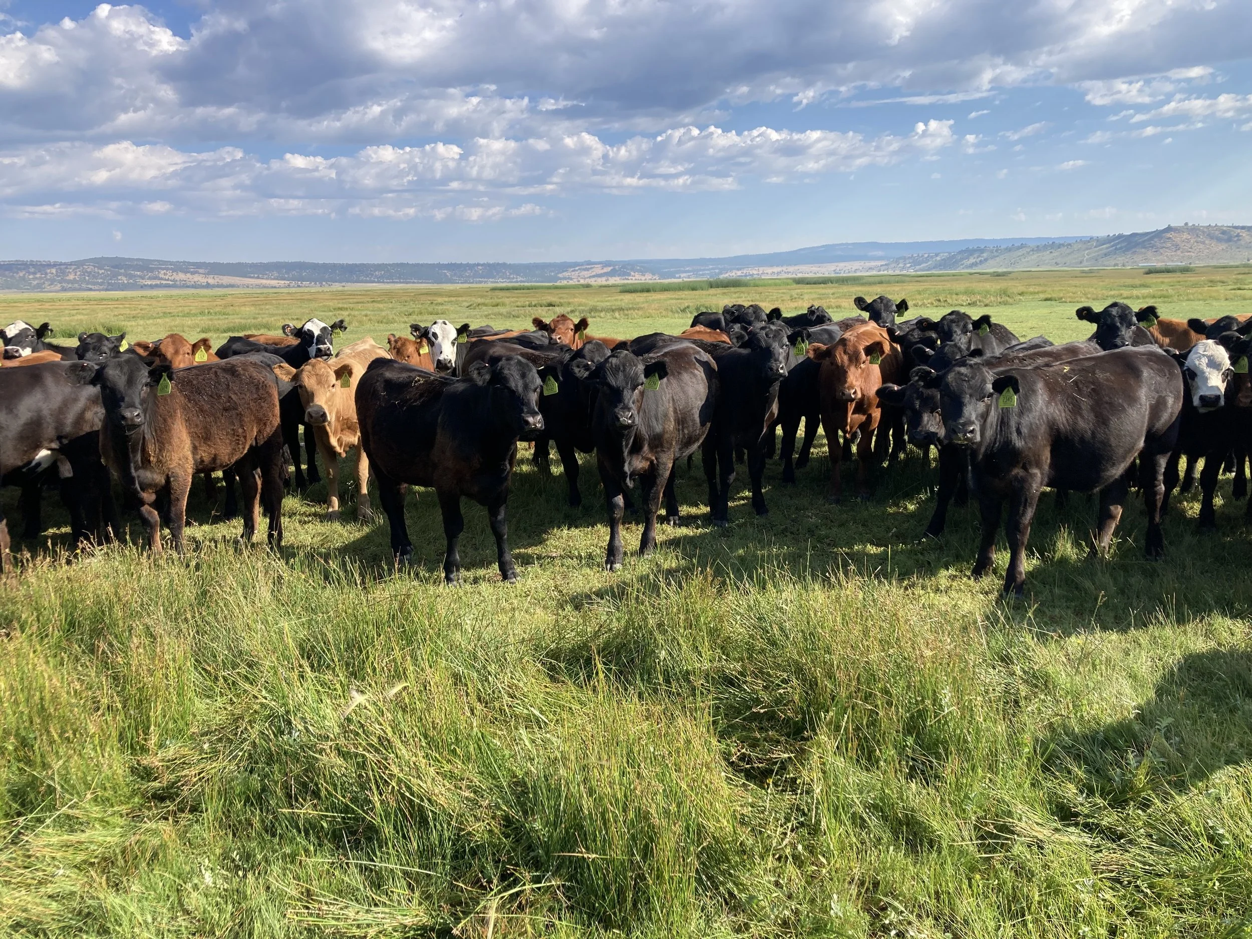 About — Blue Mountain Ranch
