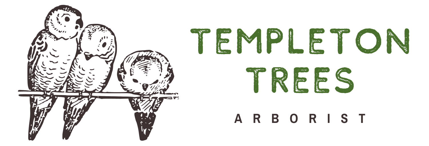 Templeton Trees - Bendigo Tree Removal