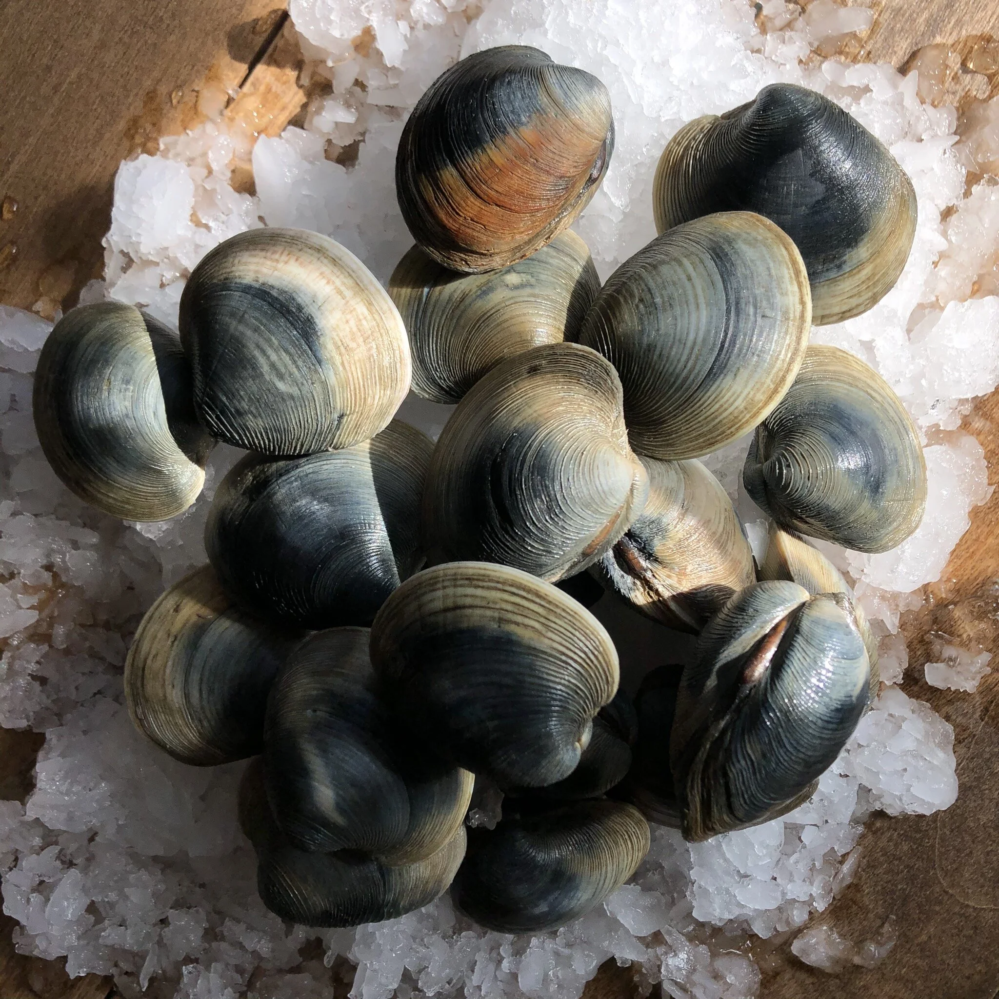 Chopped Sea Clams — Andrade's Catch