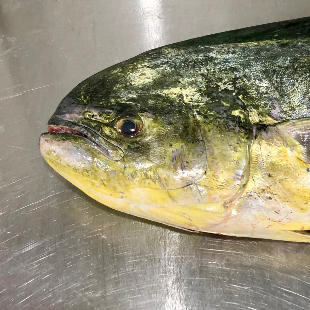 There&rsquo;s a reason the expression isn&rsquo;t &ldquo;happy as a mahi mahi&rdquo; and that reason is this face. 😅😅😅