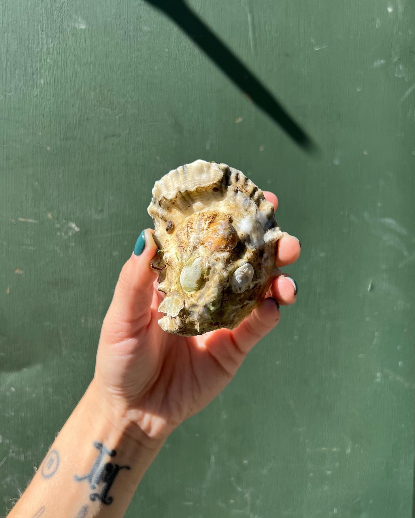 These briny beauts just arrived by way of Duxbury! 🦪👀 Island Creek Oysters are truly special and we are beyond excited to share them with you! Reserve yours today or stop by the shop all weekend long (until they&rsquo;re gone). Yay for oysters! 💥