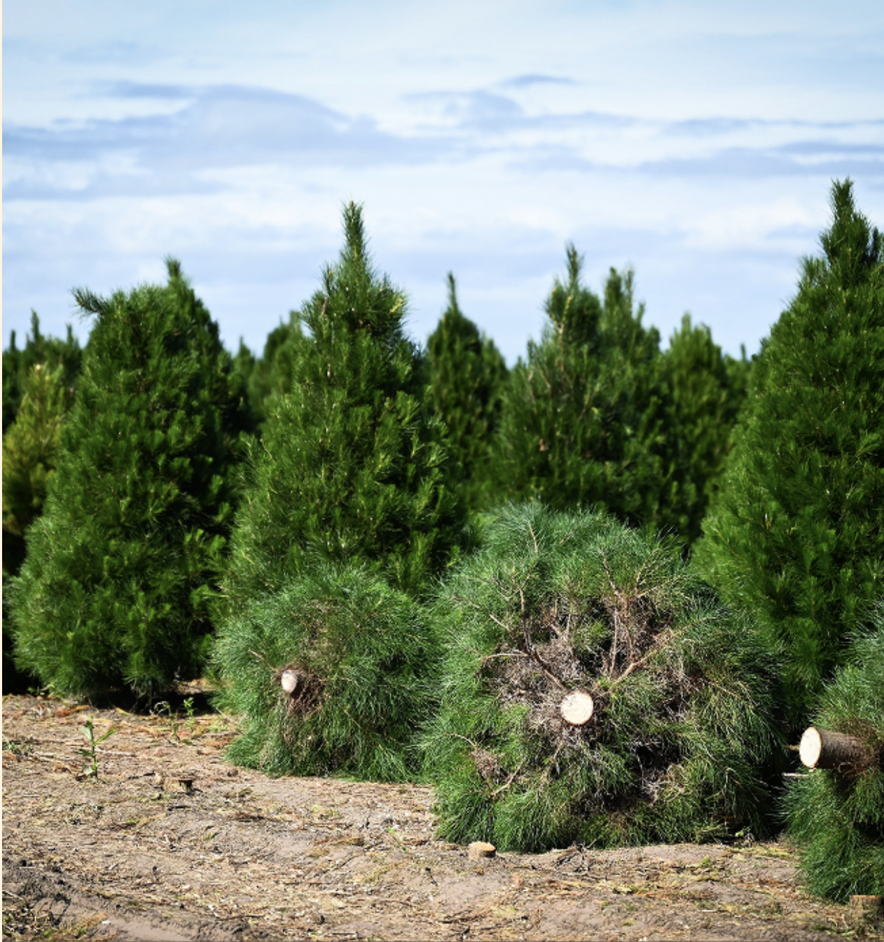 Screenshot 2025-12-04 at 12.39.08 pm.png