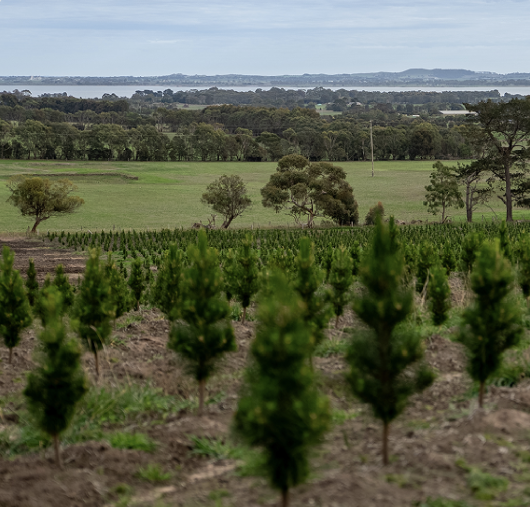 Yeowarra Christmas Tree Farm