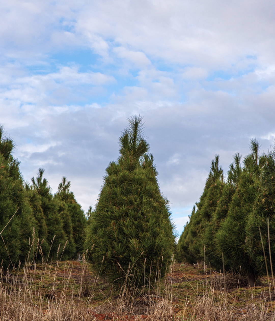 Screenshot 2025-12-04 at 12.39.43 pm.png