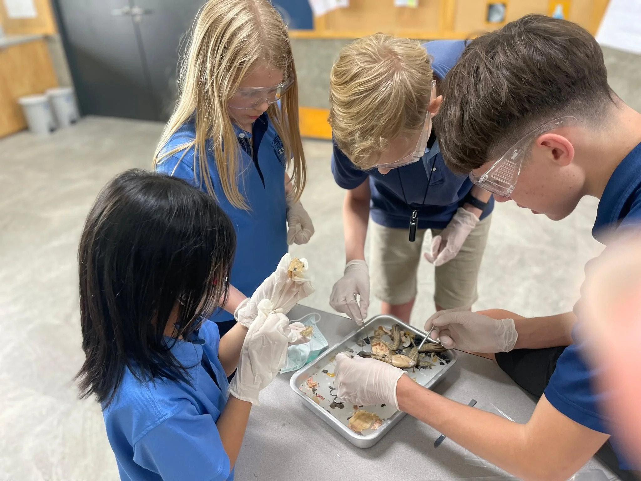 From textbooks to teamwork to tiny frog hearts &mdash; our 8th graders wrapped up a semester of studying the human body systems by sharing their dissection experience with our curious 4th graders. Science comes alive when learning is passed on 🐸🔬 
