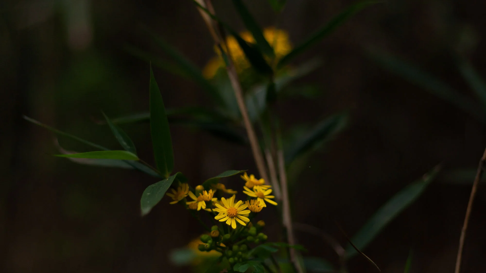 Bloom In The Night