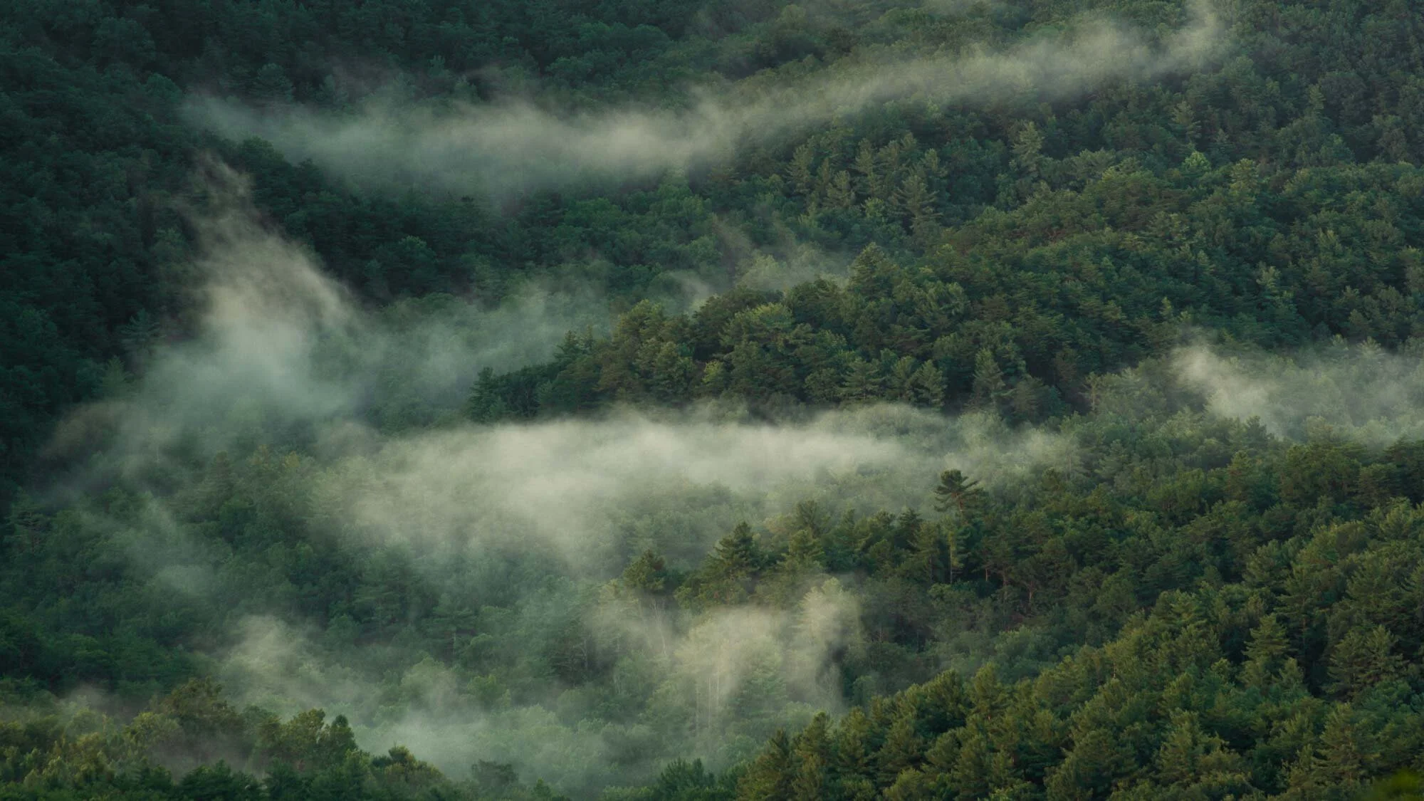Dissipation