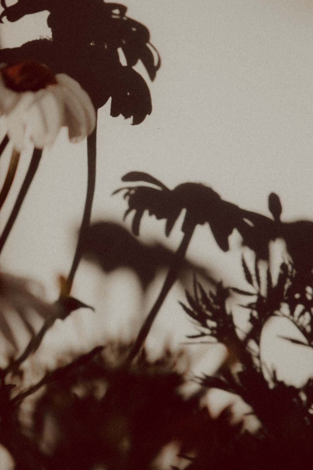 Silhouettes of flowers and plants casting shadows on a white background.