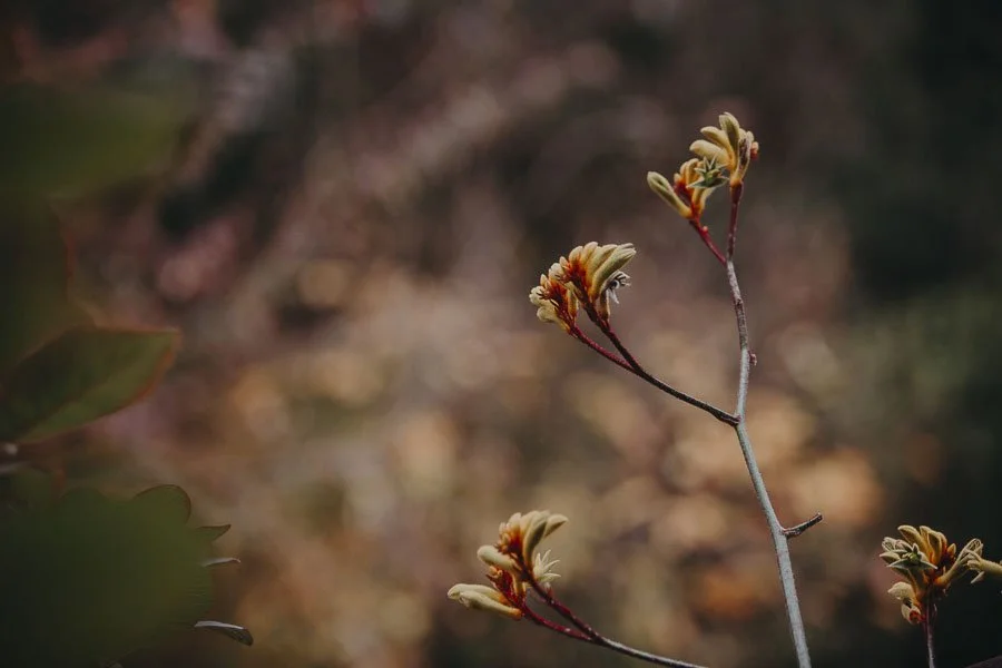 Close-up of small plant with curly leaves, blurred background.