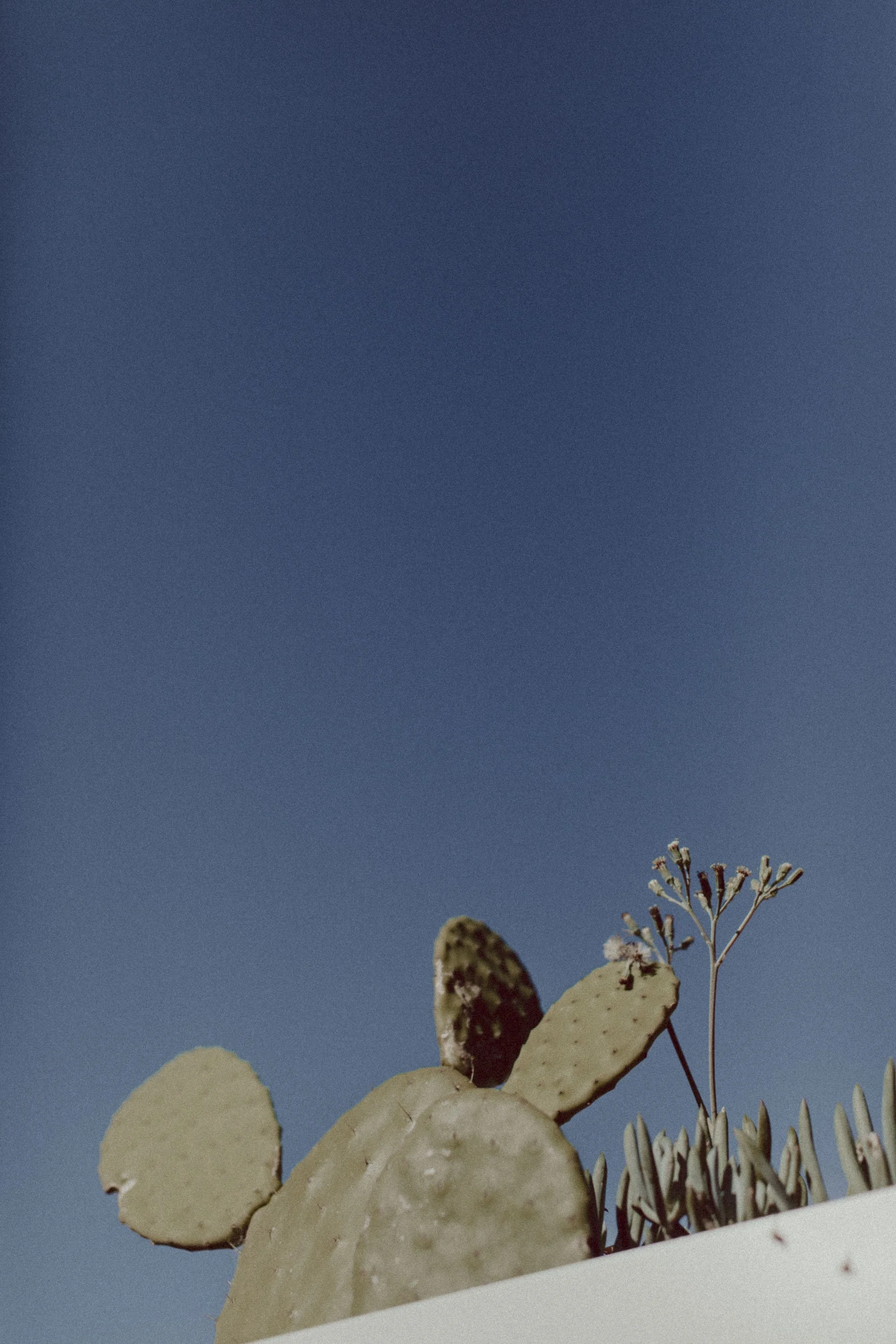 Close-up of cactus plants with a clear blue sky in the background.