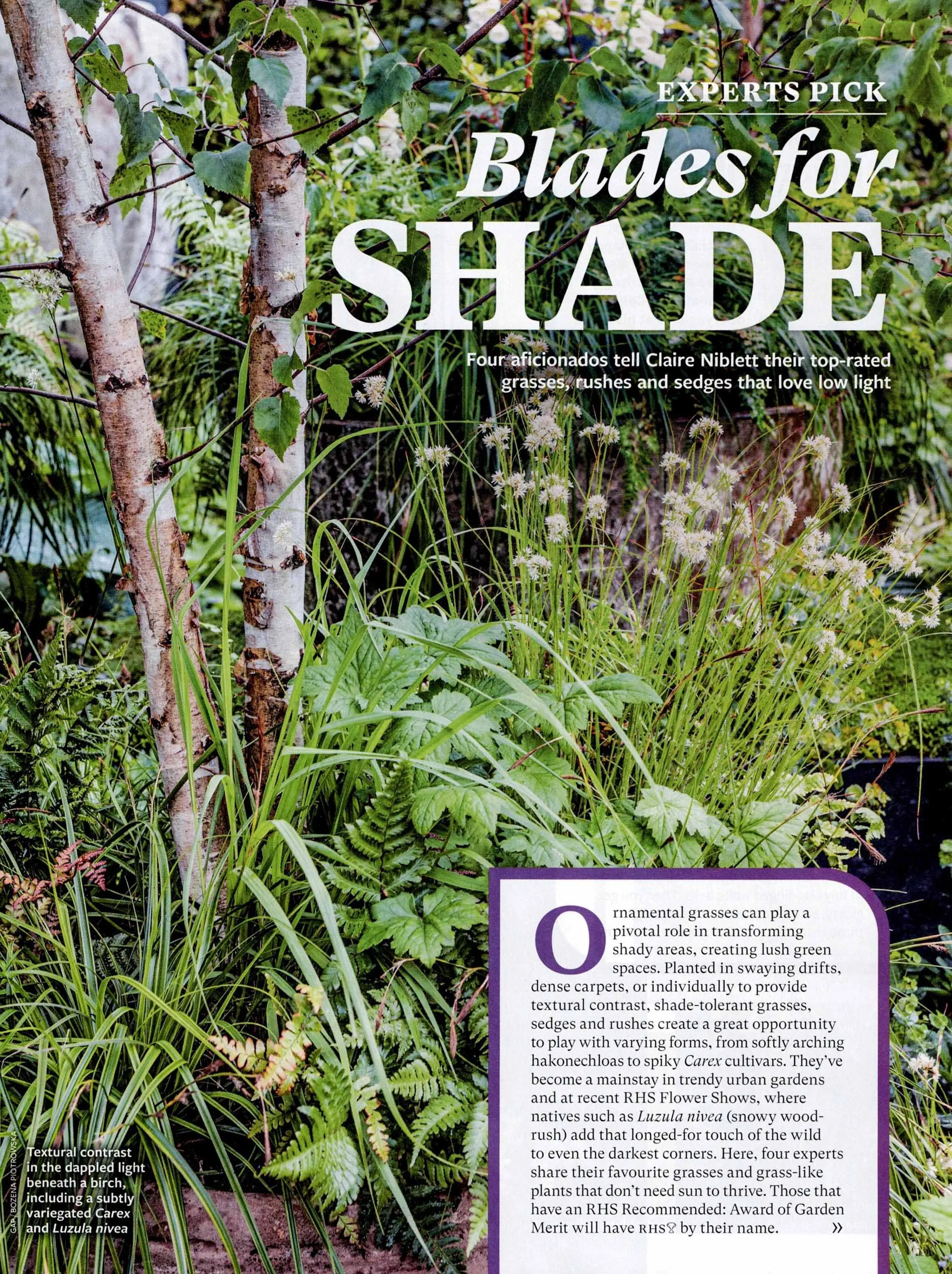 the-garden-august-2026-blades-for-shade.jpg