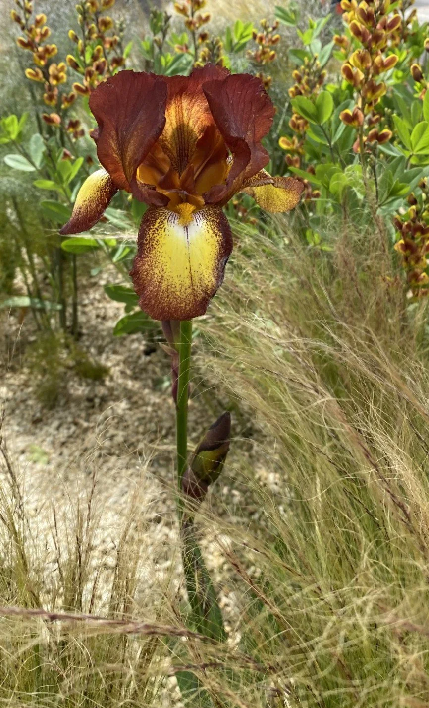 bearded-iris-mahogany-gold-feather-grass.jpg