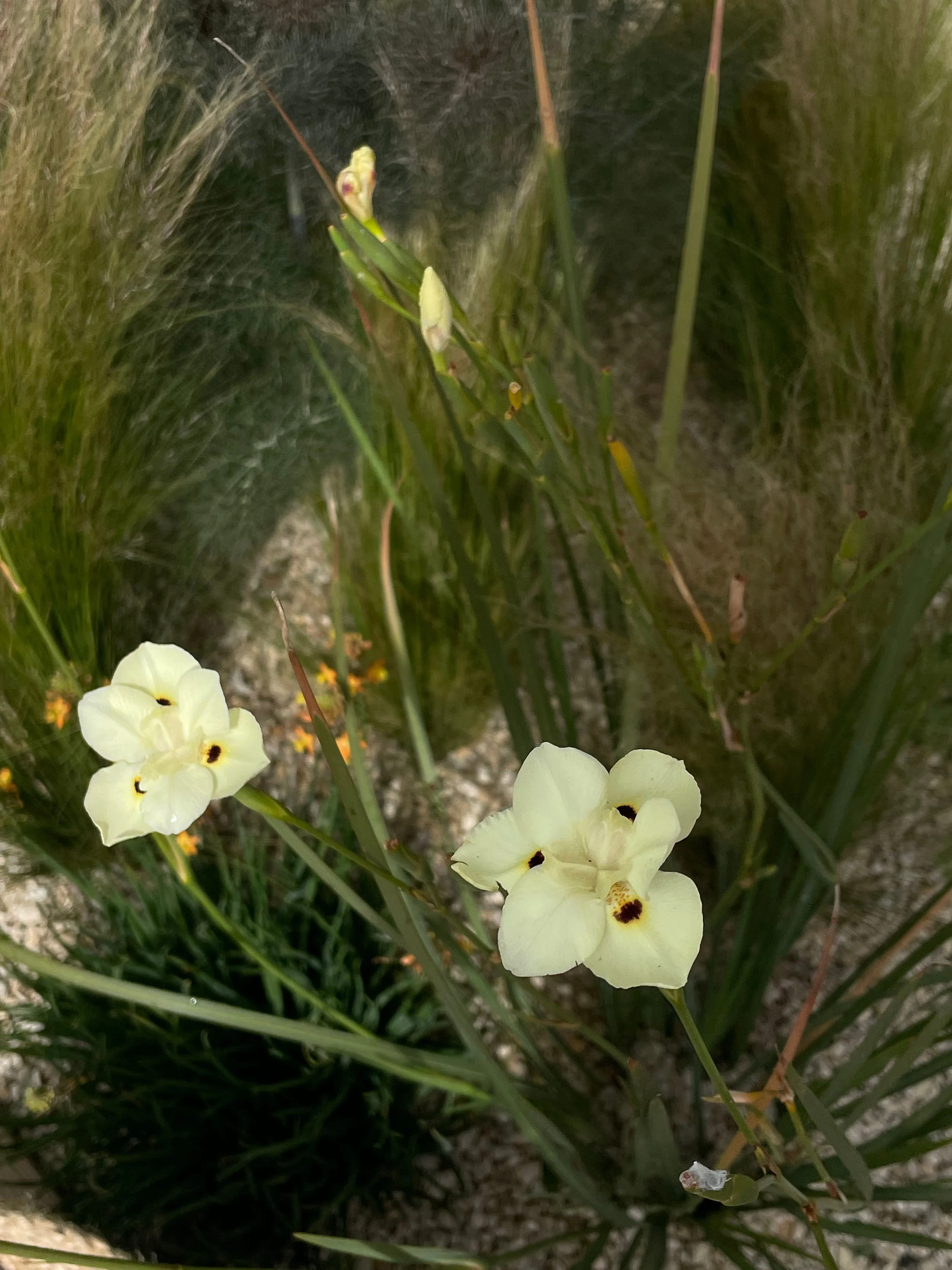 dietes-bicolor-butterfly-iris-gravel.jpg