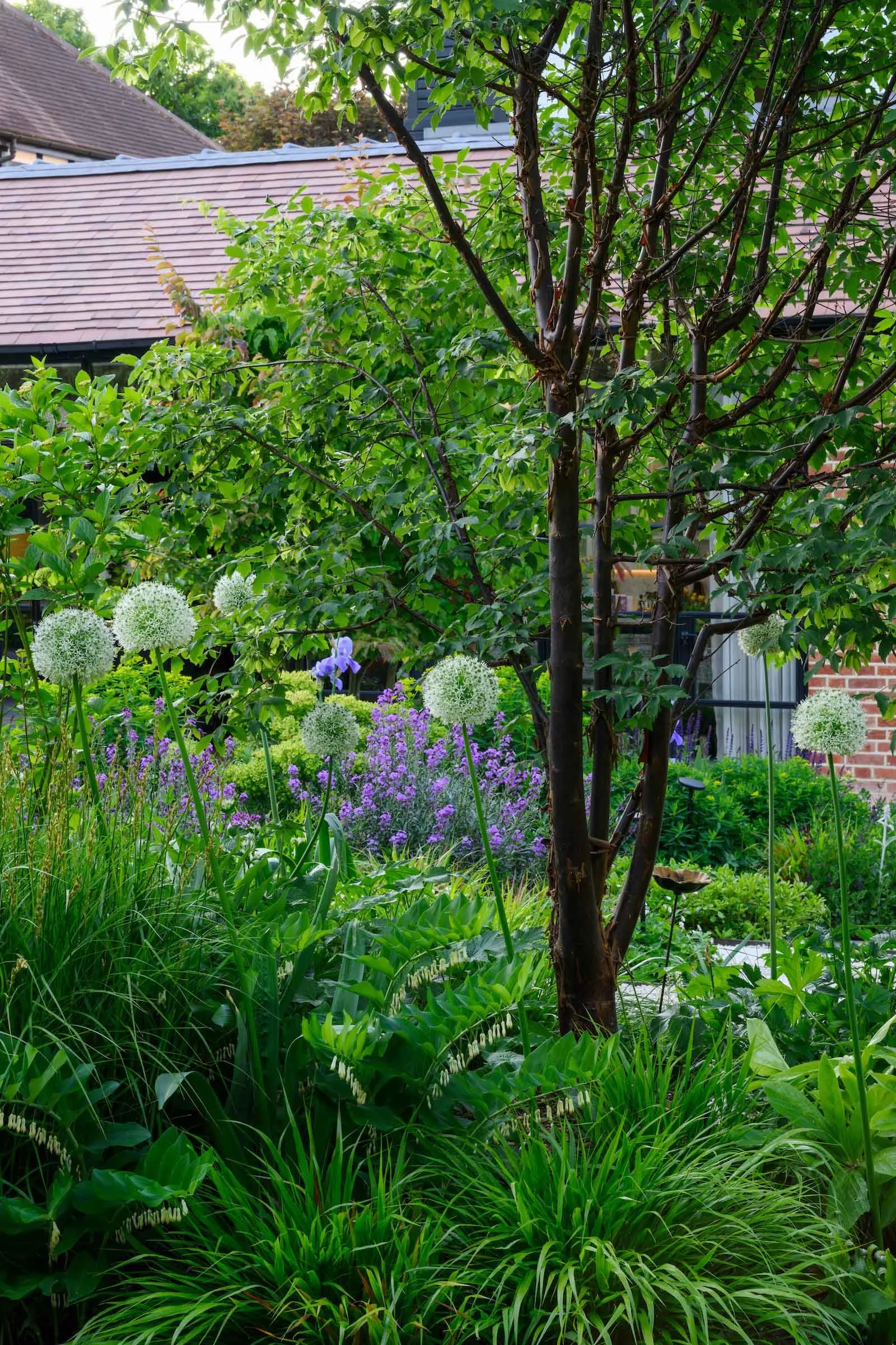White alliums, purple perennials and a multi-stem tree in lush mixed planting in a Putney garden by Kawauchi Rowe