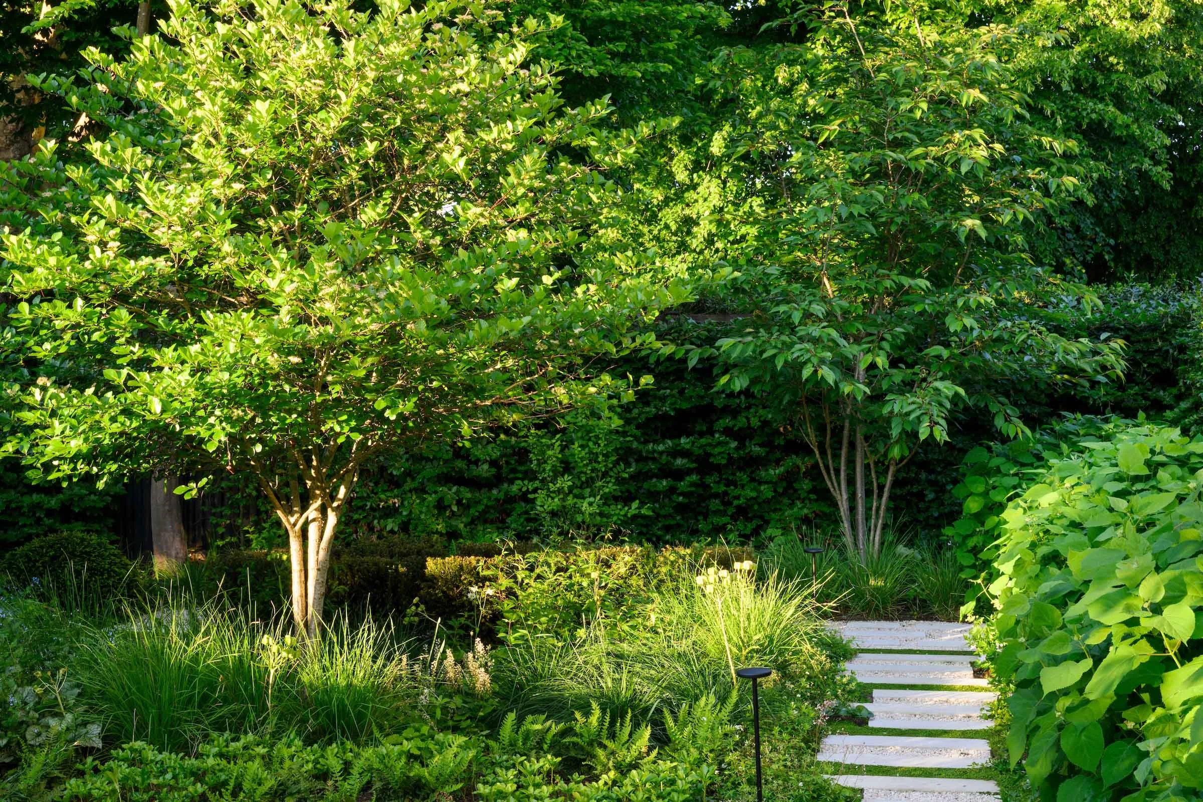Limestone stepping stones winding through multi-stem trees and lush shade planting in a Putney side garden by Kawauchi Rowe