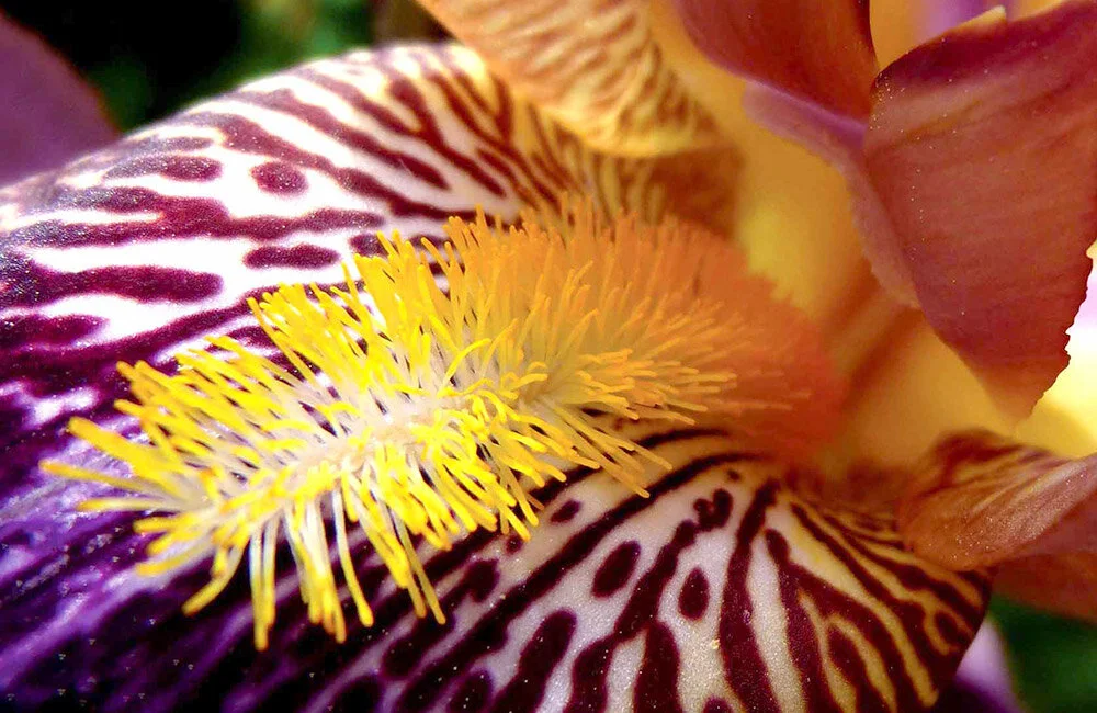 "Venus" Frauen Empowerment