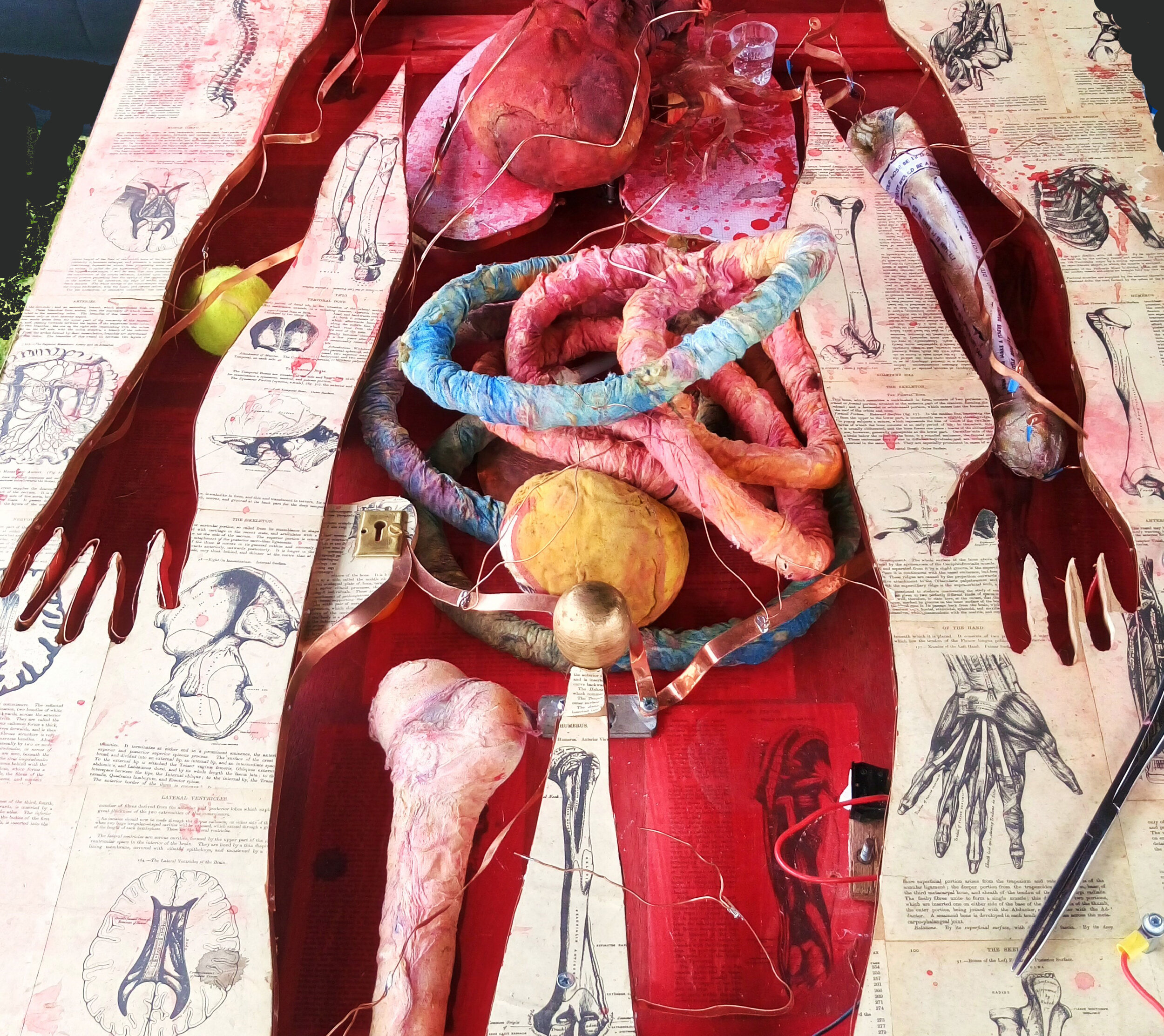 Splat anatomy life sized anatomical game