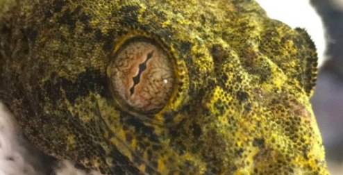 Episode 03: Drain Guppies to Genetics